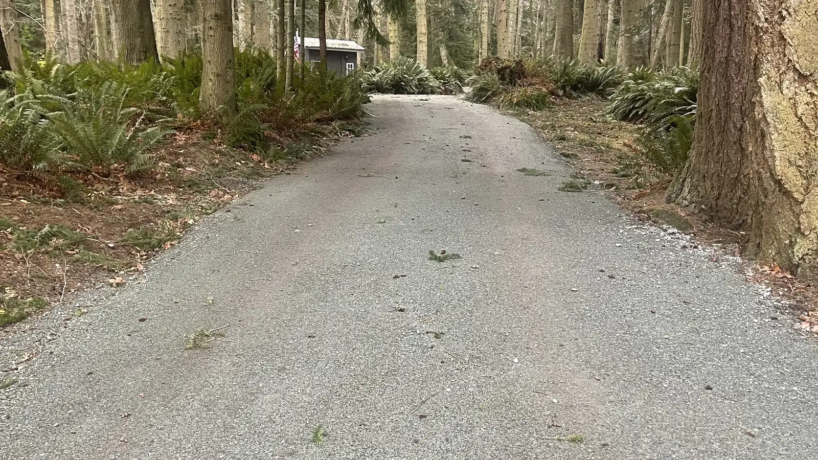 A finished gravel driveway running between tall trees and ferns toward a small outbuilding