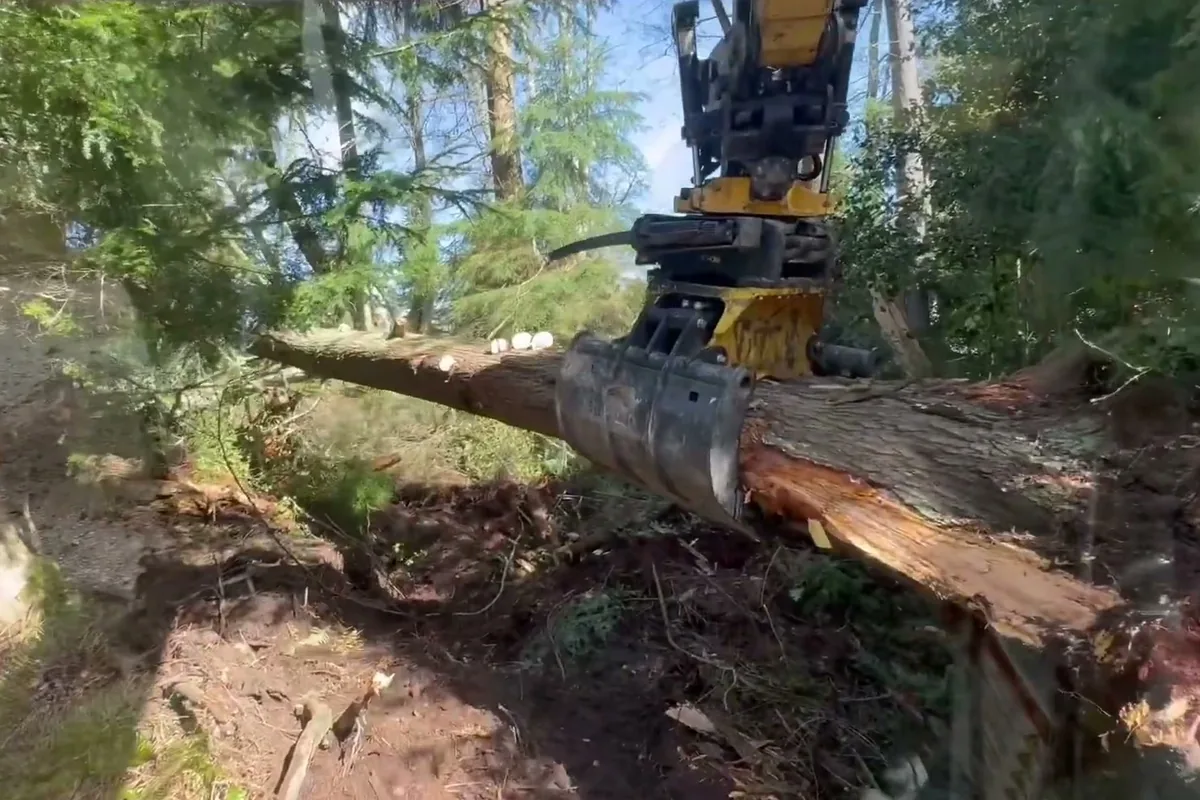 An excavator sorting grapple lifting a broken, windthrown tree trunk off the ground in a wooded lot