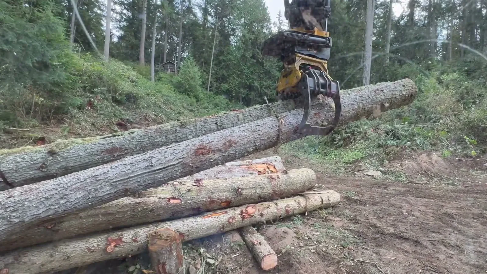 Logging and Timber Harvest in Whidbey Island, WA